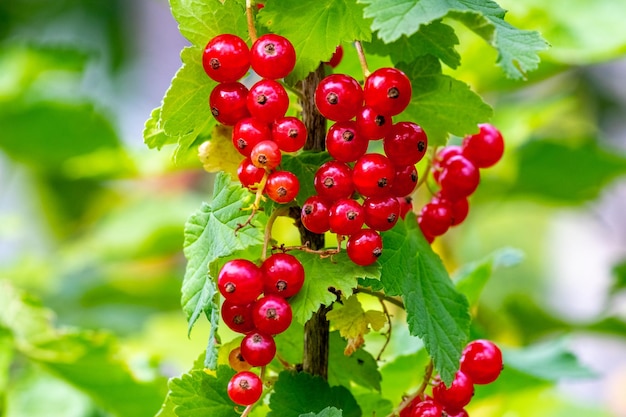 Bayas de grosella rojas maduras en el jardín en el arbusto