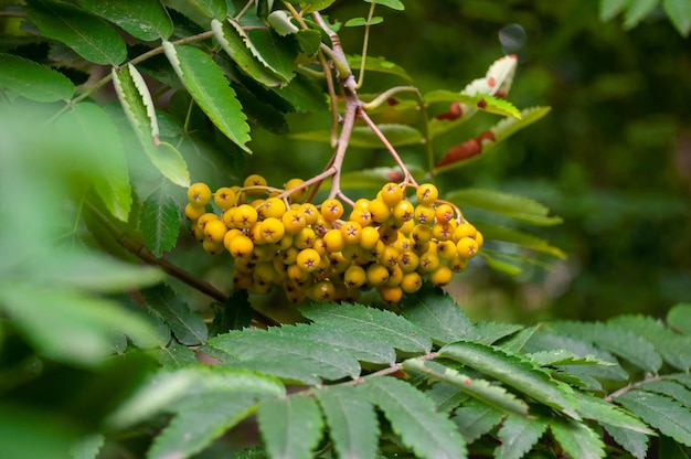 Bayas jugosas de serbal amarillo Sorbus primer plano con hojas verdes sobre un fondo borroso Foto de alta calidad