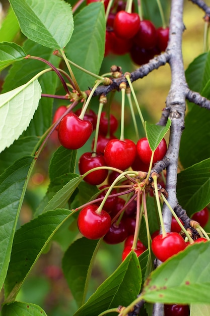 Bayas maduras de cereza dulce en un árbol con hojas verdes.