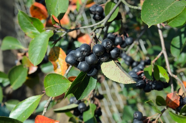 bayas maduras de chokeberry en un árbol