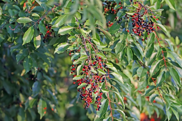 Bayas maduras chokeberry negro disparó primer plano en la rama de un árbol. Aronia melanocarpa