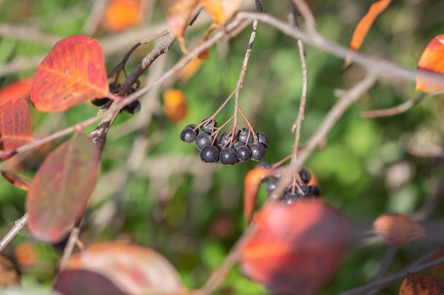 Bayas maduras chokeberry en otoño enfoque selectivo fondo borroso