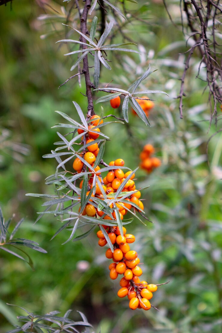 Bayas maduras de espino amarillo en una rama verde en un jardín de frutas. Alimentos orgánicos con vitaminas