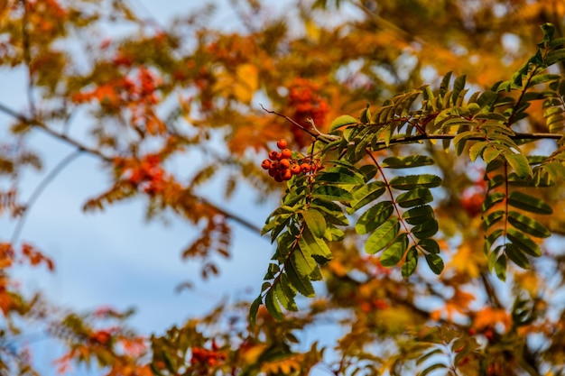 Bayas maduras en un serbal en otoño