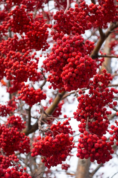 Bayas maduras de serbal de otoño