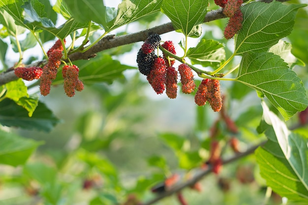 Bayas de mora maduras frescas en el árbol - morera fresca