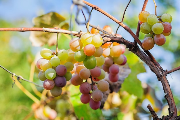 Las bayas multicolores de la uva vitis lidia brillan a la luz del sol