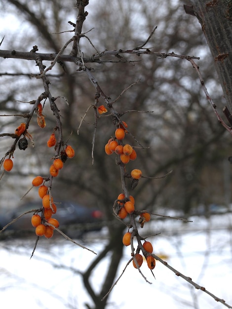 Bayas de naranja de espino marino una planta útil en invierno