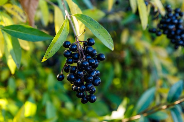 Bayas negras en un arbusto de ligustro salvaje Ligustrum vulgare también conocido como ligustro común o ligustro europeo