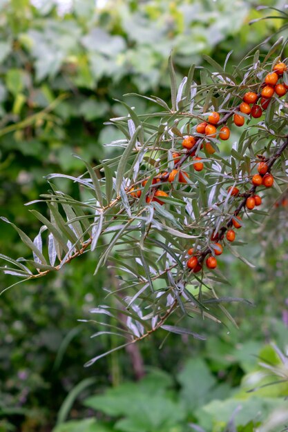 Bayas orgánicas de naranja jugoso espino amarillo en una rama verde en el jardín de la granja. El concepto de cultivo de productos ecológicos.