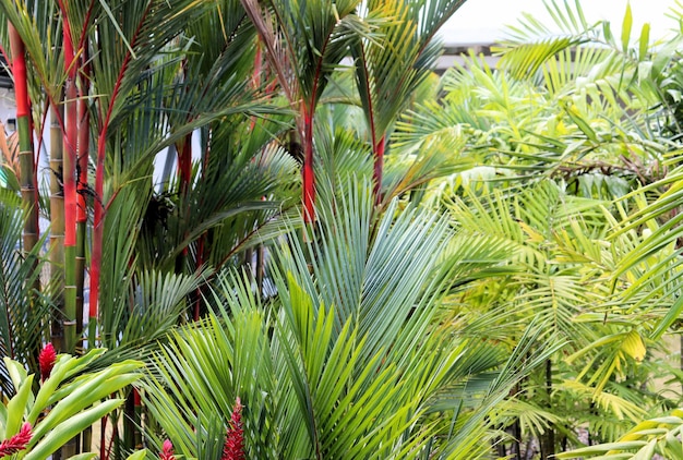 Bayas y plantas tropicales de colores