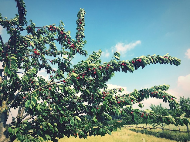 Bayas que crecen en las ramas de la granja