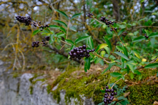 bayas en una rama de árbol