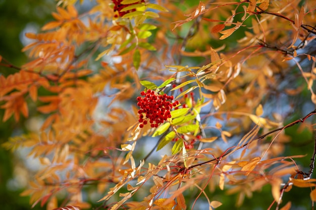 Bayas de rama de fresno rojo de serbal de montaña sobre fondo verde borroso. Escena de la naturaleza muerta de la cosecha de otoño. Fotografía de fondo de enfoque suave. Copie el espacio.