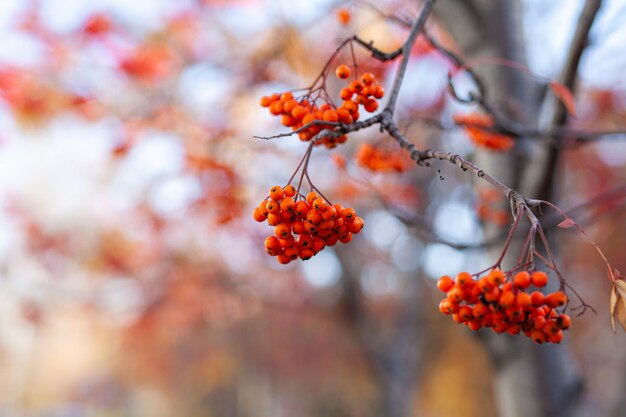 Las bayas de las ramas de fresno de montaña son rojas sobre un fondo borroso de otoño