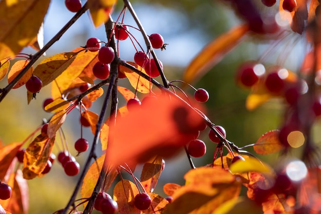 Bayas redondas rojas en un árbol en otoño