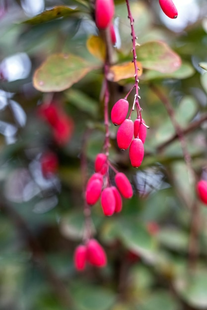 Bayas rojas de agracejo en el jardín en el arbusto