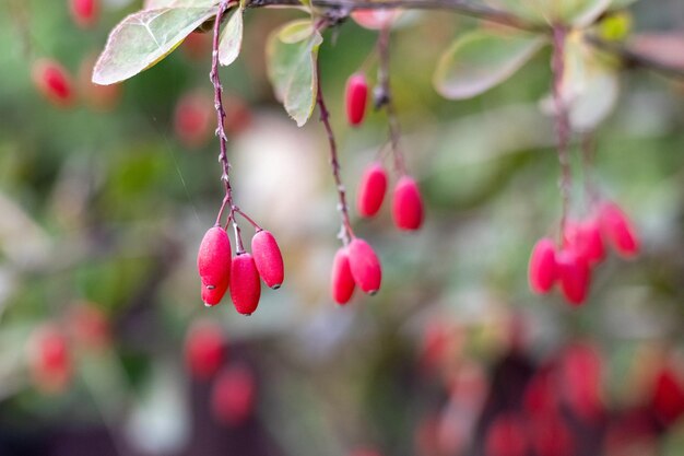 Bayas rojas de agracejo en el jardín en el arbusto