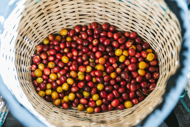 Bayas rojas y amarillas maduras escogidas a mano del café del Arabica en la cesta.