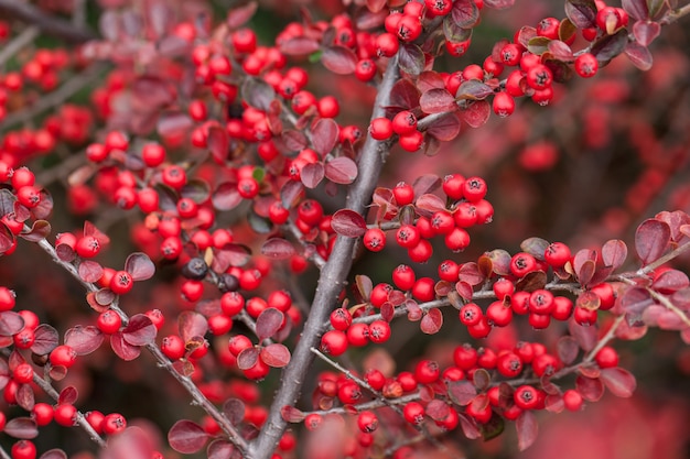 Bayas rojas brillantes de bearberry cotoneaster.