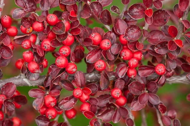 Bayas rojas brillantes de gayuba cotoneaster.