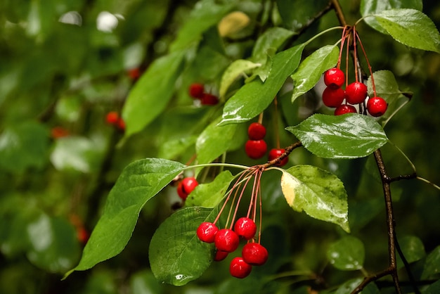 Bayas rojas colgando de la rama de un árbol entre hojas verdes