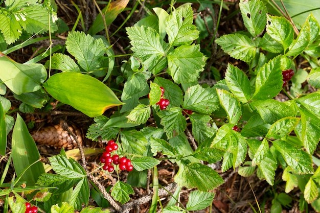 Bayas rojas comestibles en el bosque en un arbusto, rubus saxatilis. Bayas útiles con un delicado sabor a granada en una rama.