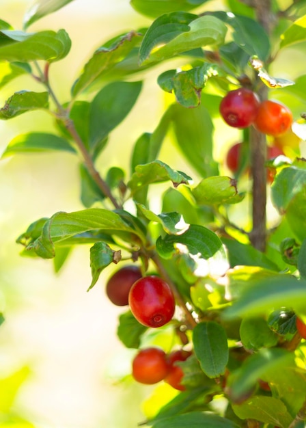 Bayas rojas de cornejo maduras Cornus mas en una rama en un día soleado en Grecia