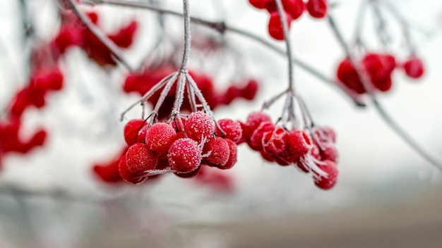 Bayas rojas cubiertas de escarcha de viburnum sobre un fondo borroso de luz