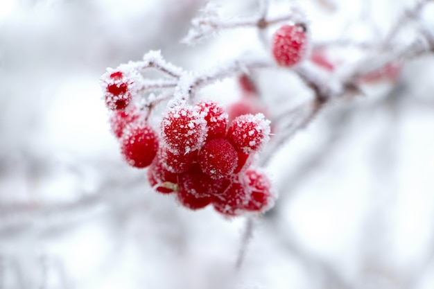 Bayas rojas cubiertas de escarcha de viburnum sobre un fondo claro