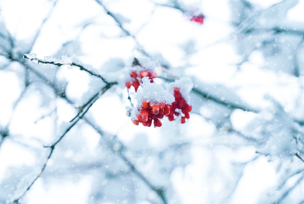 Bayas rojas cubiertas de nieve colgando de la rama de un árbol