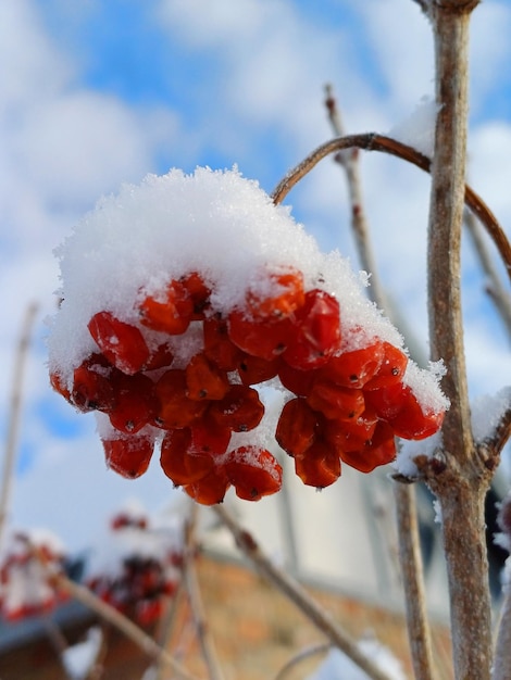 bayas rojas cubiertas de nieve