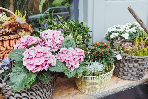 Bayas rojas y decoración de flores de hortensia rosa en cestas en floristería