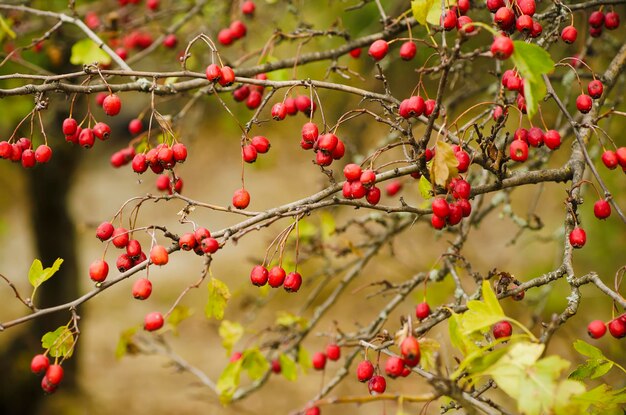 Bayas rojas de espino en la naturaleza fondo estacional de otoño