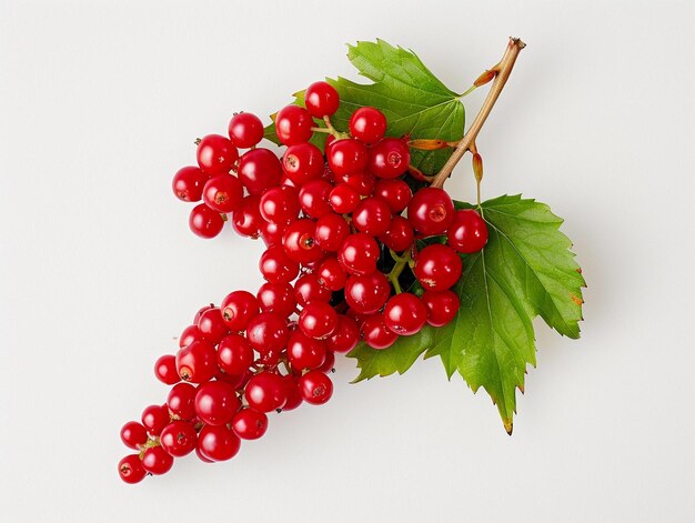 Bayas rojas frescas de Viburnum aisladas en blanco