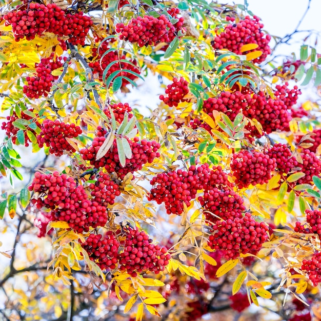 Bayas rojas del fresno de montaña entre las hojas amarillas en otoño_