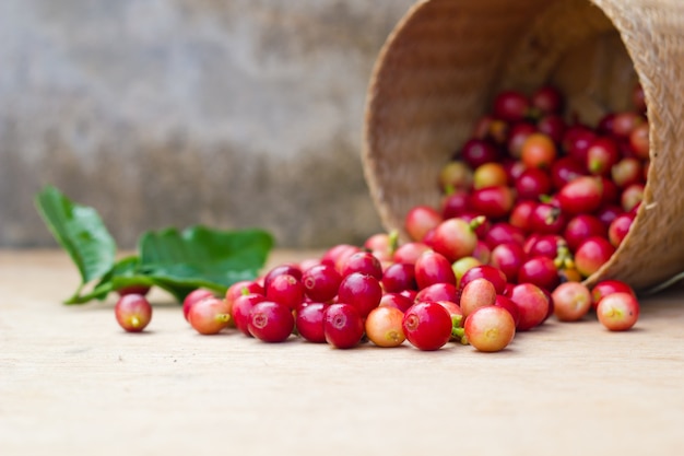 Bayas rojas granos de café.