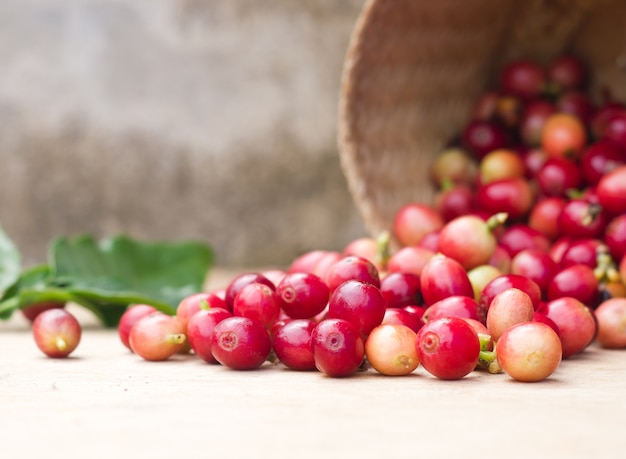 Bayas rojas granos de café.