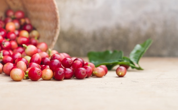 Bayas rojas granos de café.