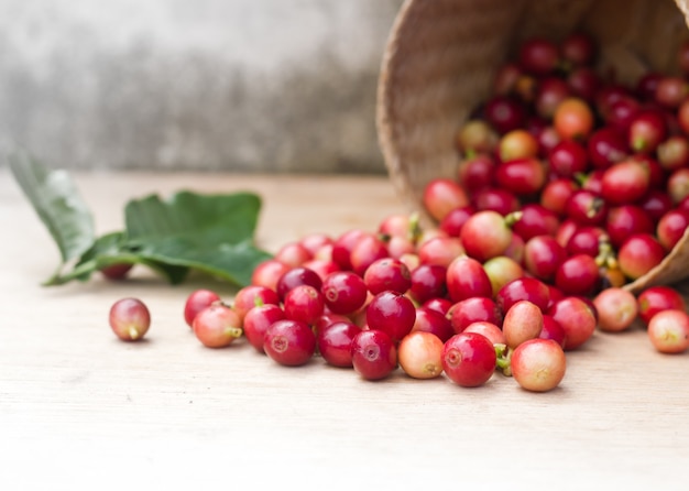 Bayas rojas granos de café.