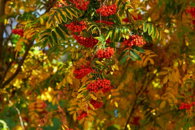 Bayas rojas y hojas amarillas de otoño