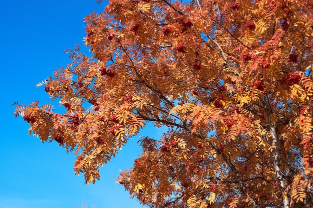 Foto bayas rojas y hojas amarillas de otoño