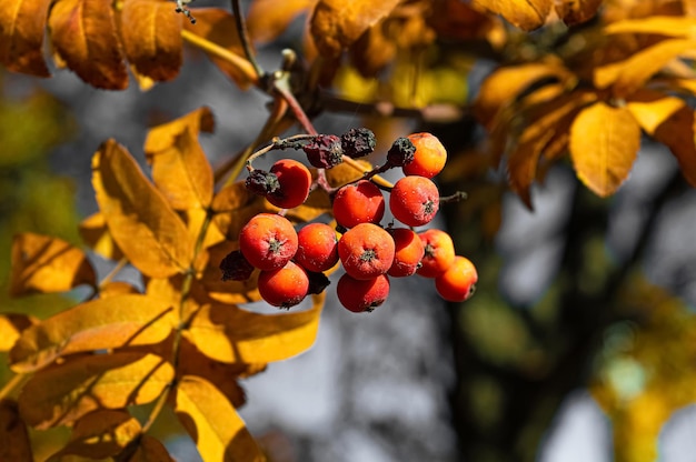 Bayas rojas y hojas de naranja en otoño rowan tree.