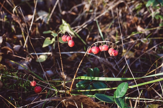 Bayas rojas de lirio de mayo en otoño