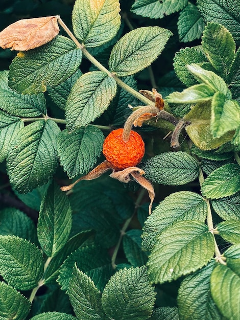 bayas rojas maduras en un arbusto en el jardín