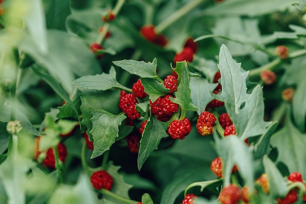 Bayas rojas maduras de Blitum virgatum Chenopodium foliosum