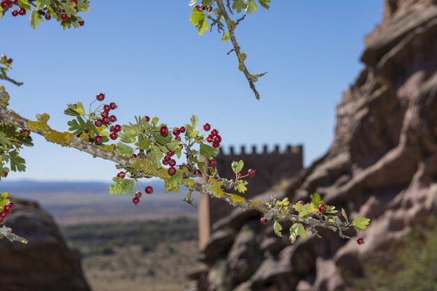 Foto bayas rojas maduras con un castillo detrás sobre fondo borroso