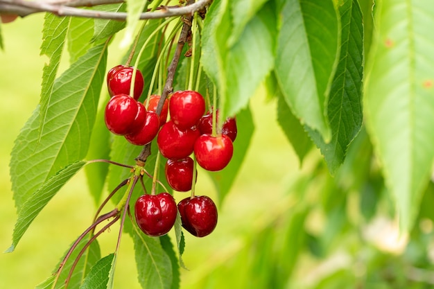 Bayas rojas maduras de la cereza dulce maduradas en el jardín branchthe en primavera y verano en el espacio de copia de fondo de hojas