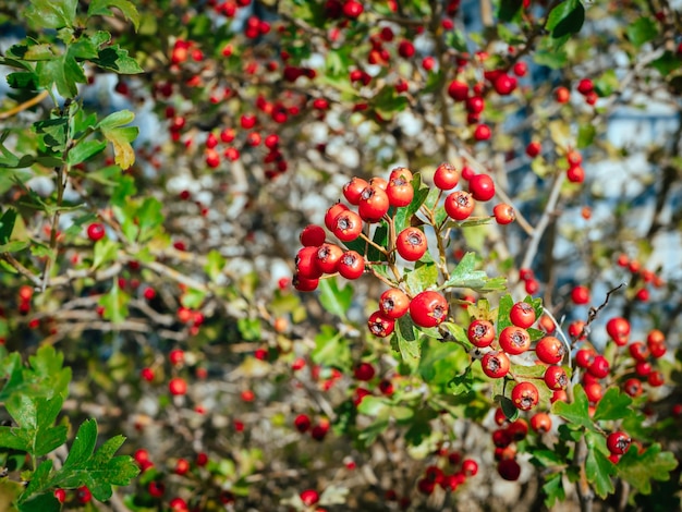 Bayas rojas maduras de espino blanco conocidas como Crataegus aestivalis Bayas rojas closeup