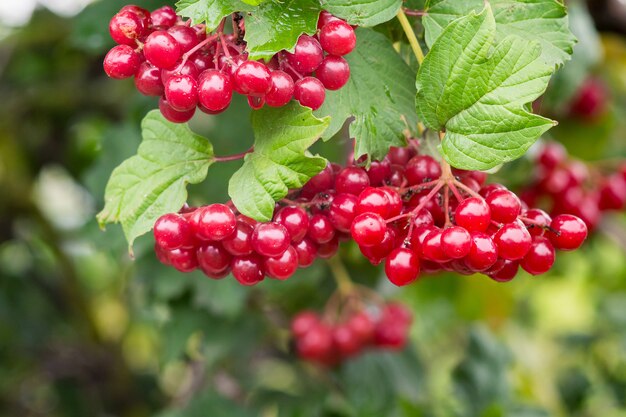 Bayas rojas maduras de guelder rose entre hojas verdes